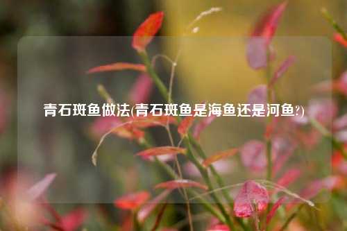 青石斑鱼做法(青石斑鱼是海鱼还是河鱼?)